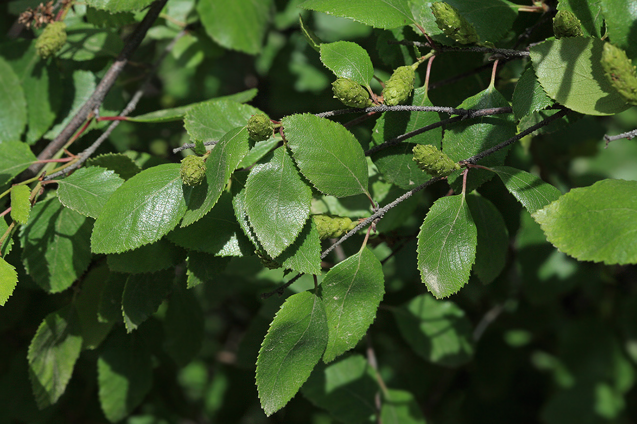 Изображение особи Betula ovalifolia.