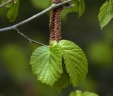 Corylus avellana. Молодые листья на фоне мужских серёжек. Московская обл., Раменский р-н, окр. ж.-д. платформы Хрипань, смешанный лес у ЛЭП. 12.05.2017.