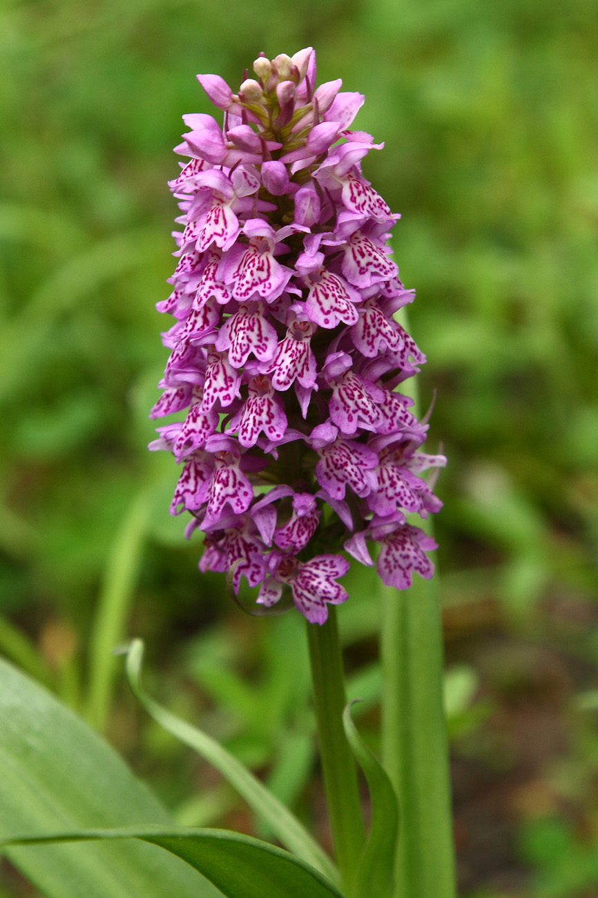 Image of Dactylorhiza sibirica specimen.