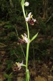 Ophrys oestrifera. Часть соцветия. Крым, окр. Севастополя, Чернореченский каньон, дубовый лес. 26 мая 2017 г.