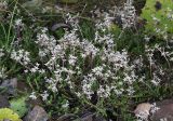 Sedum acre. Куртина растений после обильного плодоношения. Ленинградская область, Всеволожский район, окрестности посёлка Мурино, железнодорожная станция Девяткино. 10.10.2009.