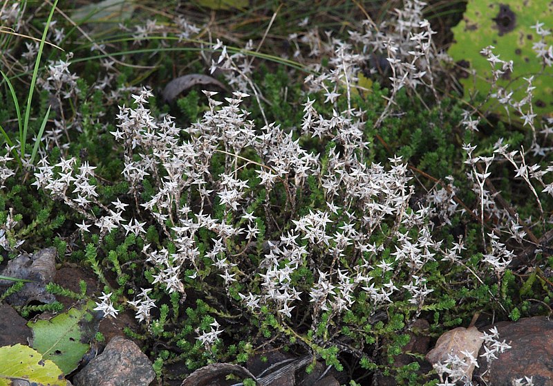 Image of Sedum acre specimen.