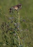 Cynoglossum officinale