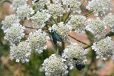 Astrodaucus littoralis. Соцветие с кормящимися жуками и бабочками-пестрянками Adscita. Крым, Керченский п-ов, Опукский заповедник, на песчано-ракушечном пляже. 01.06.2017.