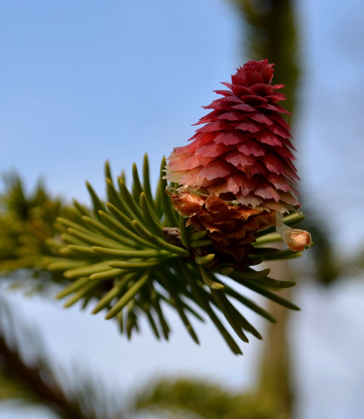 Image of genus Picea specimen.