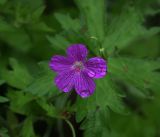 Geranium palustre