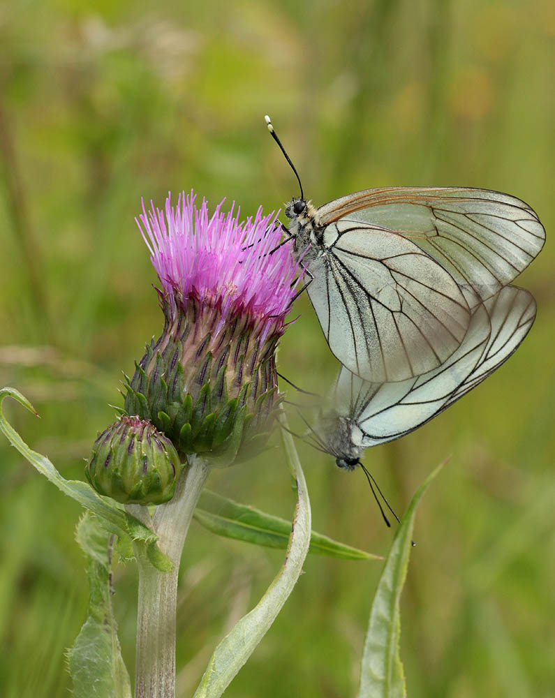 Image of Cirsium heterophyllum specimen.