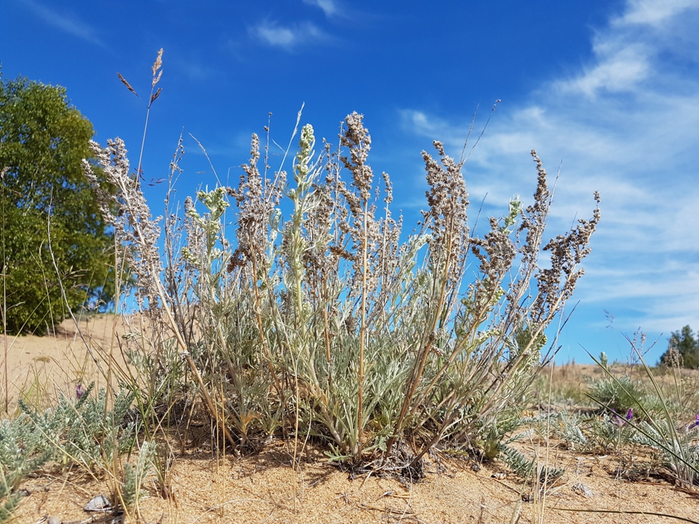 Image of Artemisia ledebouriana specimen.