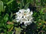 Rhododendron caucasicum. Верхушка побега с соцветием. Адыгея, Фишт-Оштеновский массив, верховья р. Белая, ≈ 1600 м н.у.м., опушка буково-пихтового леса. 05.07.2017.