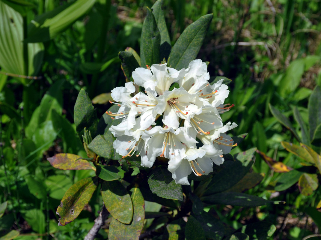 Изображение особи Rhododendron caucasicum.