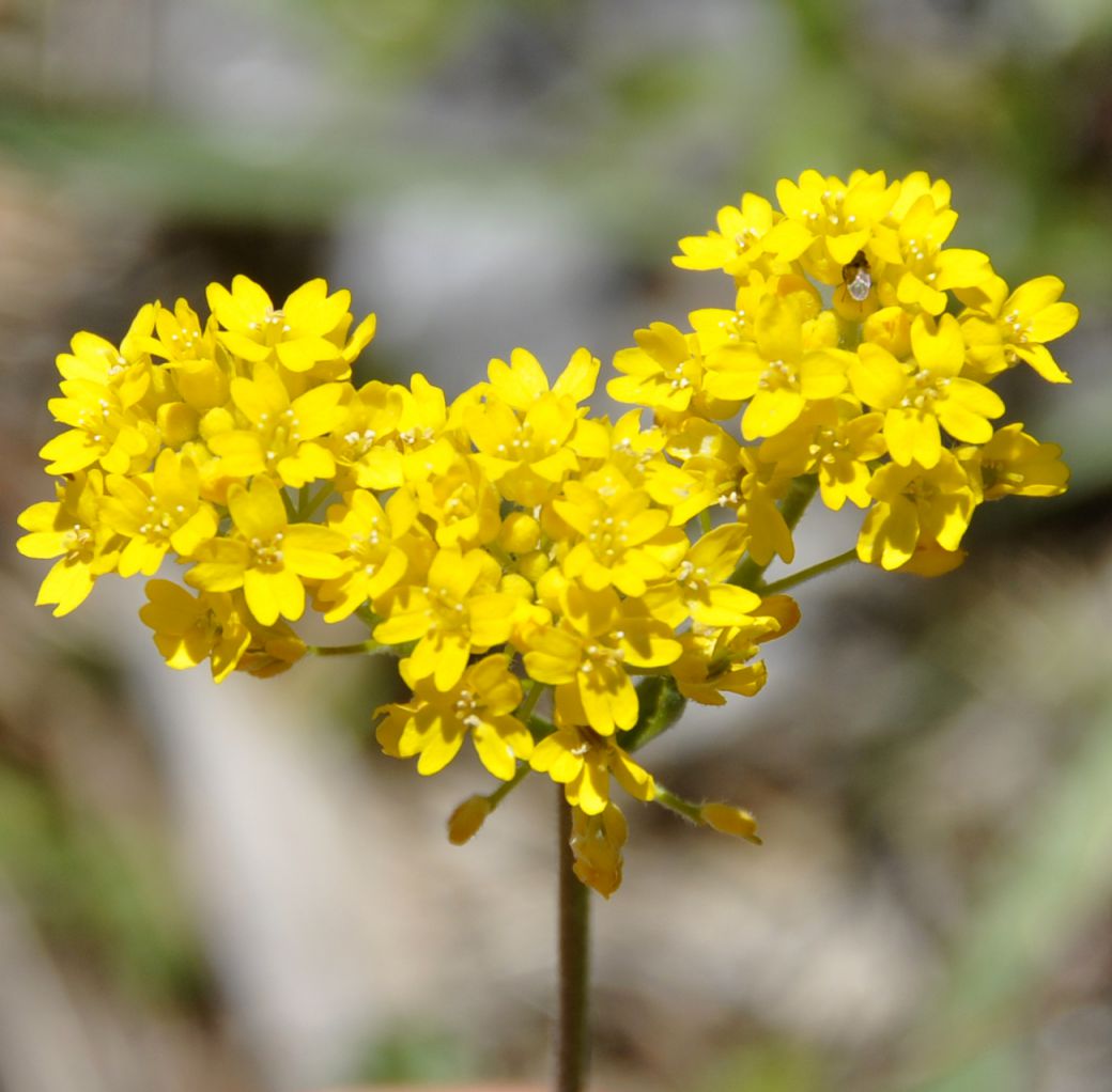 Image of Aurinia corymbosa specimen.