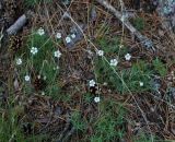 Minuartia circassica