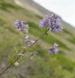 Nepeta grandiflora