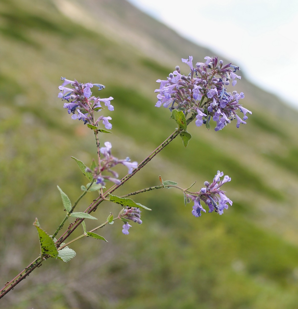 Image of Nepeta grandiflora specimen.