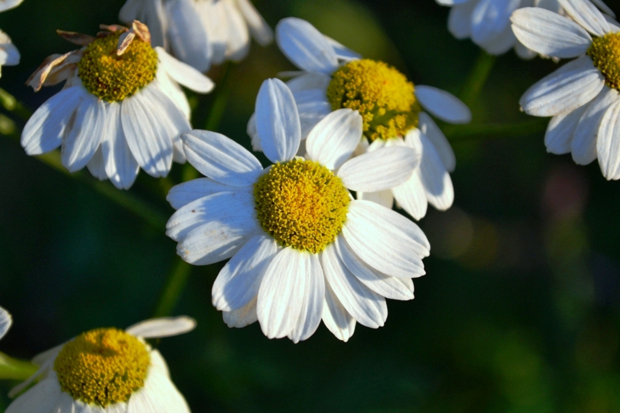 Изображение особи Pyrethrum corymbosum.