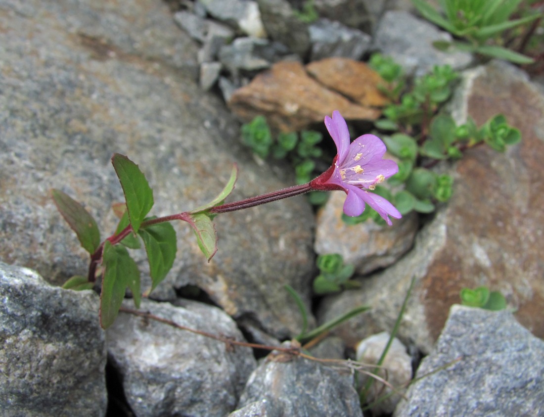 Изображение особи Epilobium algidum.