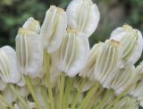 Angelica purpurascens