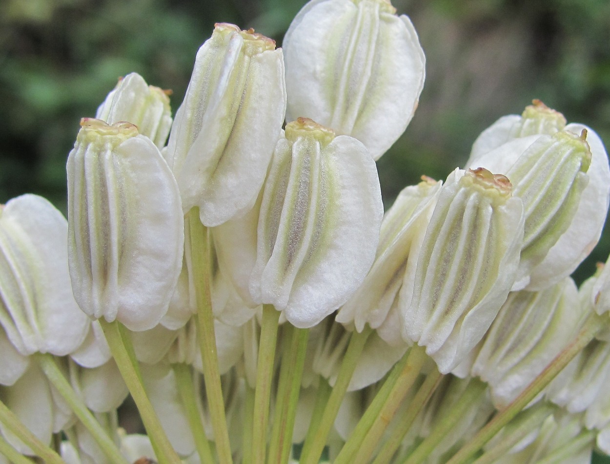 Image of Angelica purpurascens specimen.