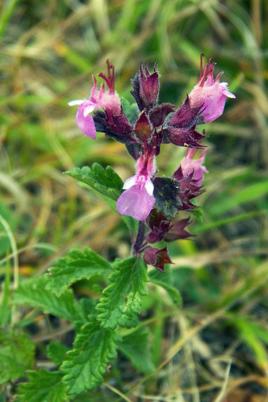 Image of Teucrium nuchense specimen.