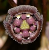 Tacca chantrieri