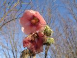 Alcea rosea