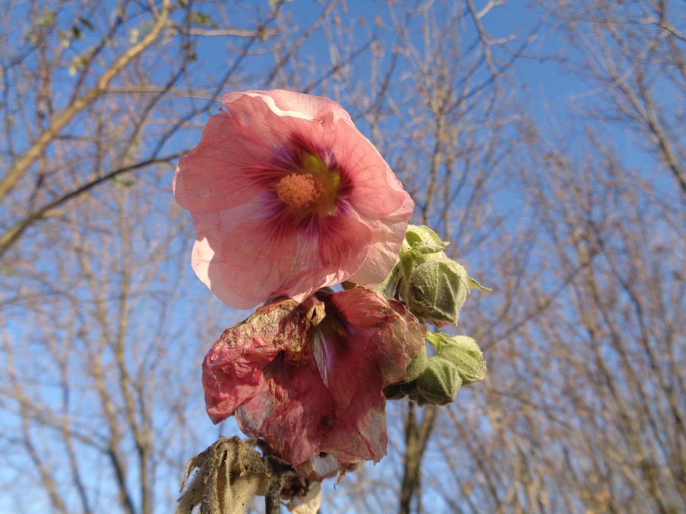 Изображение особи Alcea rosea.