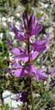 Polygala major