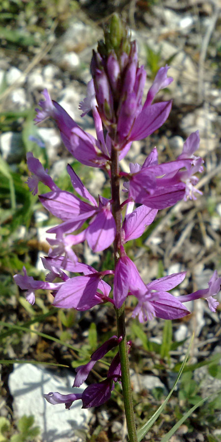 Изображение особи Polygala major.