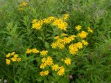 Senecio subalpinus