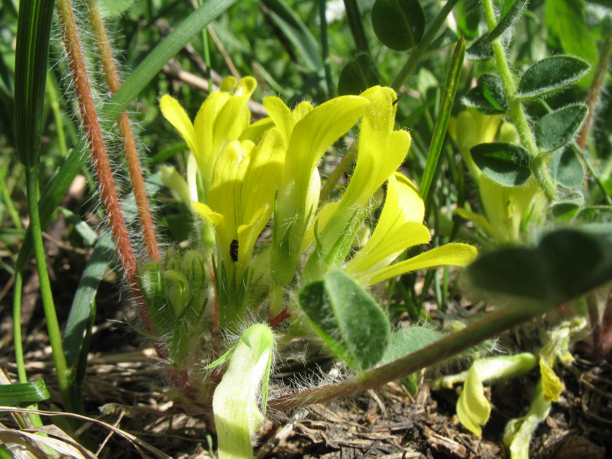 Изображение особи Astragalus anisomerus.