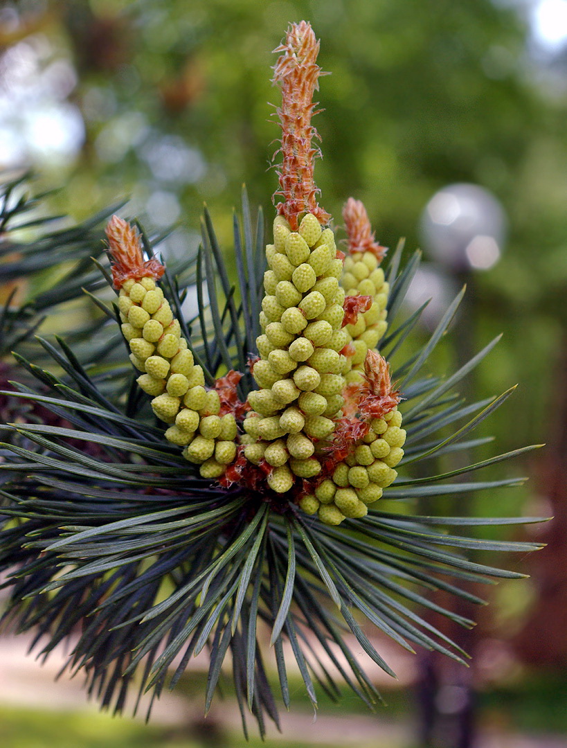 Image of genus Pinus specimen.