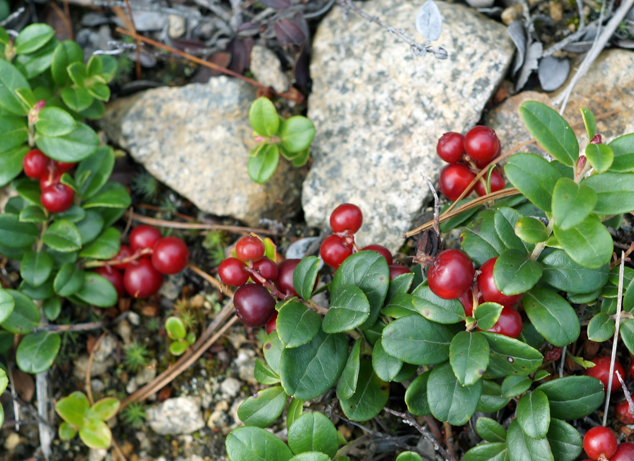 Image of Vaccinium vitis-idaea specimen.