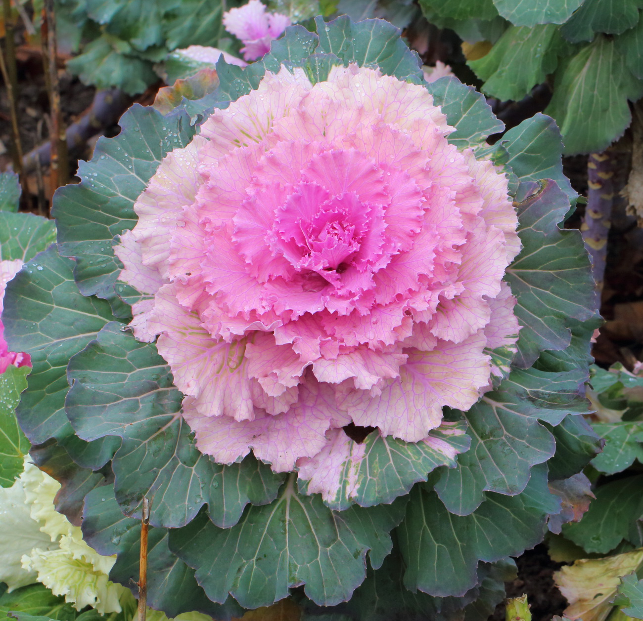 Изображение особи Brassica oleracea var. viridis.