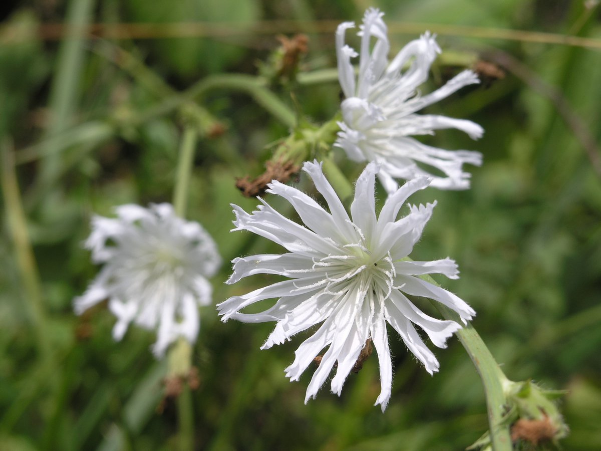 Image of Cichorium intybus specimen.