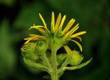 Doronicum macrophyllum. Общее соцветие с распустившейся и нераспустившимися корзинками. Абхазия, Рицинский реликтовый национальный парк, гора Агура, урочище Каменная Поляна, ≈ 2300 м н.у.м., субальпийский луг. 14.07.2017.