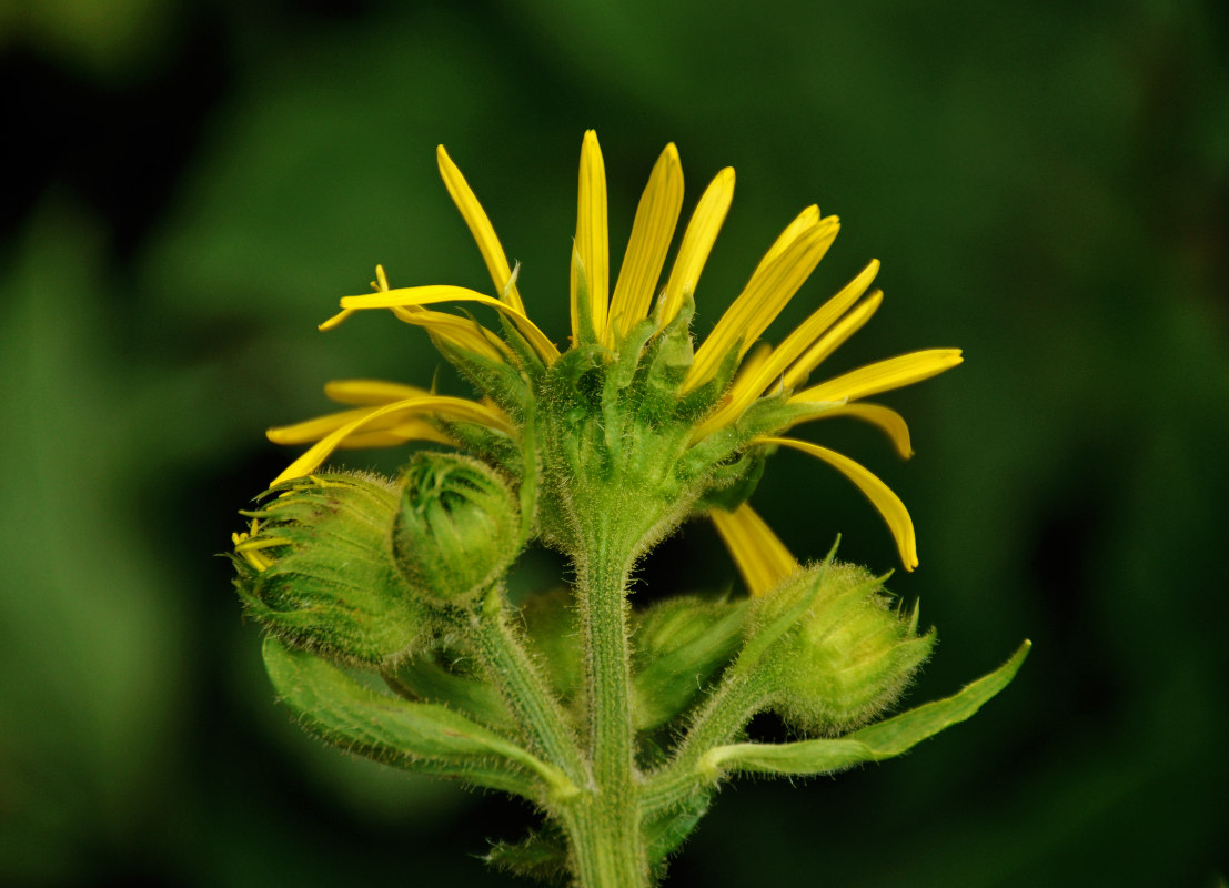 Image of Doronicum macrophyllum specimen.