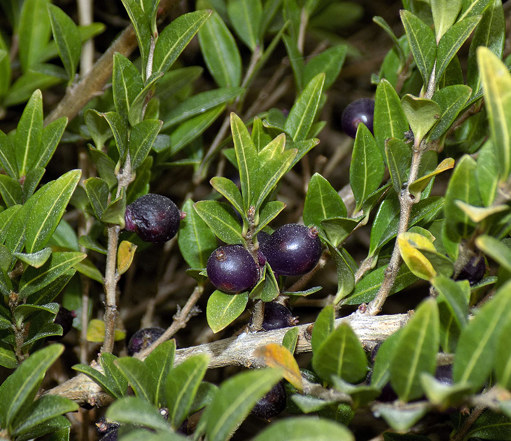 Image of Lonicera ligustrina var. pileata specimen.