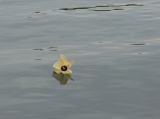 Hibiscus tiliaceus