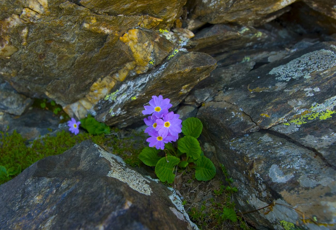 Image of Primula amoena specimen.