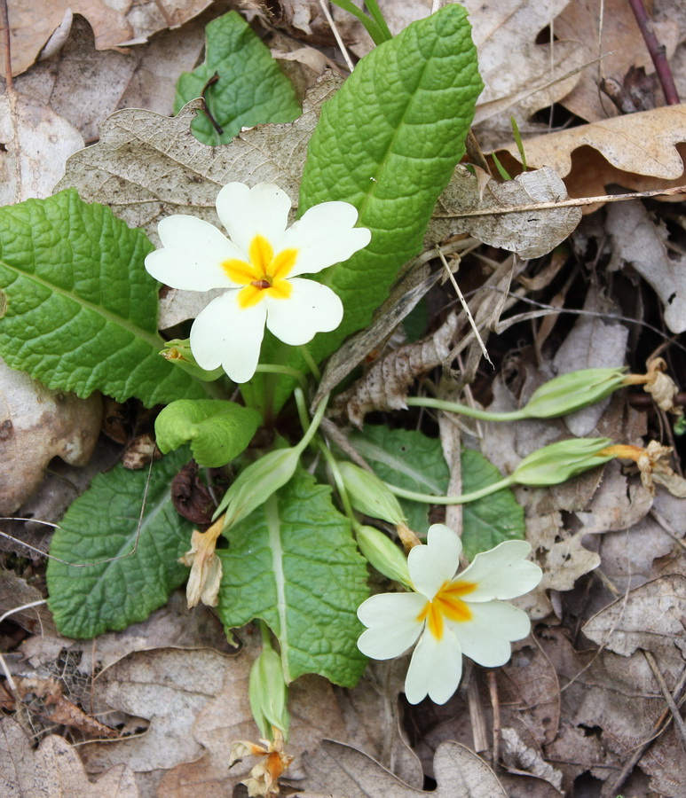 Image of Primula vulgaris specimen.