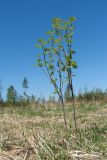 Sorbus aucuparia