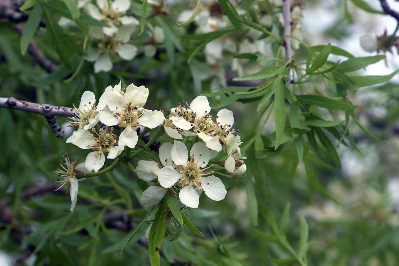 Изображение особи Pyrus regelii.