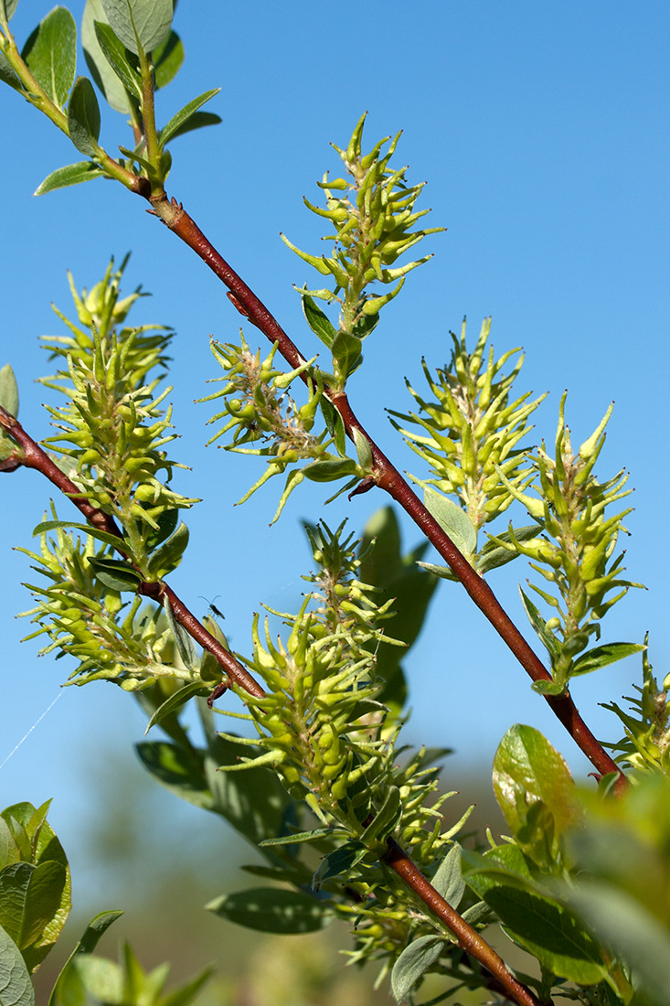 Изображение особи Salix starkeana.