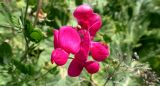 Lathyrus miniatus