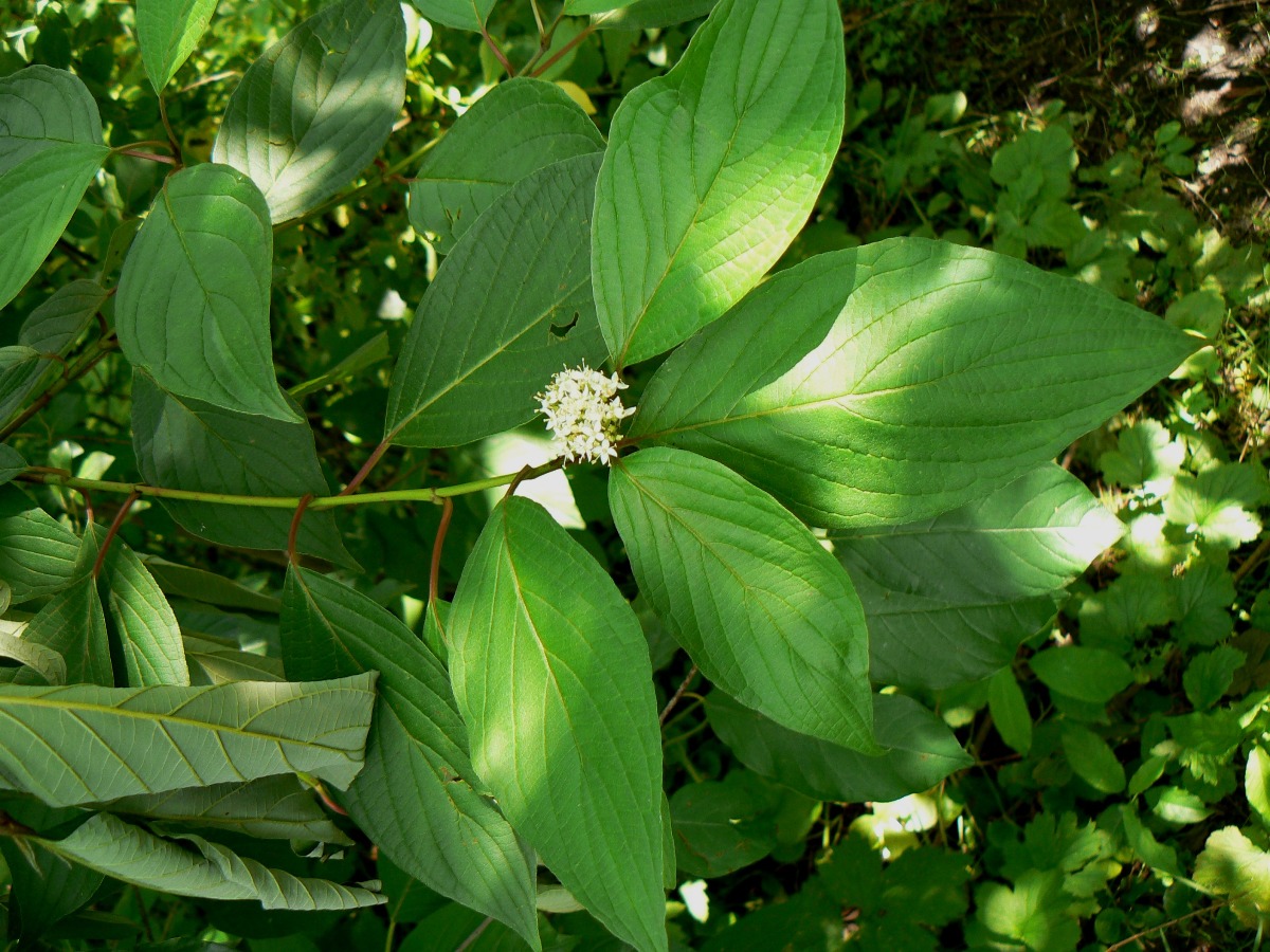 Image of Swida sericea specimen.