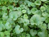Glechoma hederacea