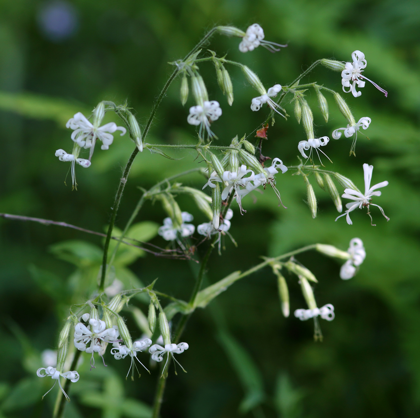 Изображение особи Silene nutans.