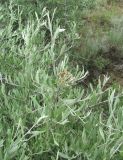 Pyrus salicifolia. Ветвь с отцветшим соцветием. Дагестан, Кумторкалинский р-н, склон горы у ж. д. 06.05.2018.