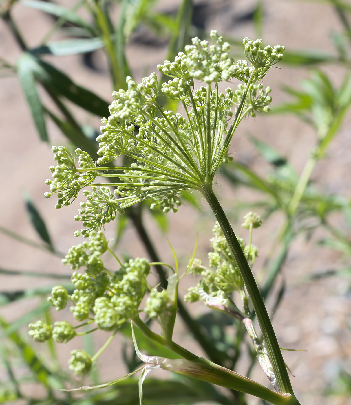 Изображение особи Cenolophium fischeri.