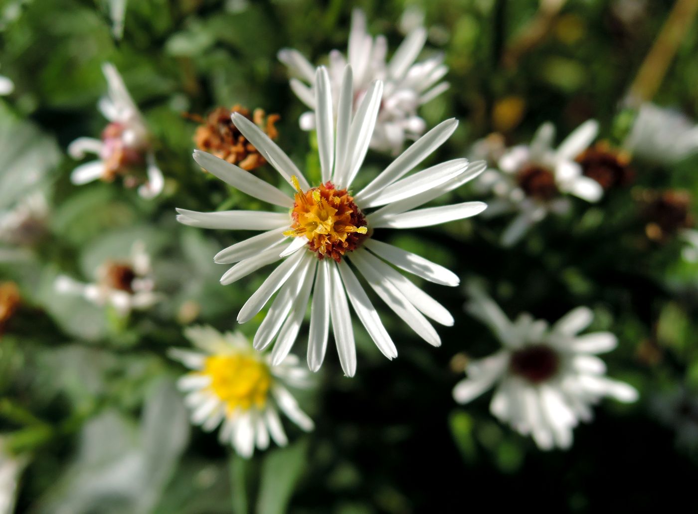 Изображение особи Symphyotrichum × salignum.